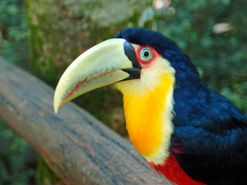 toucandeux